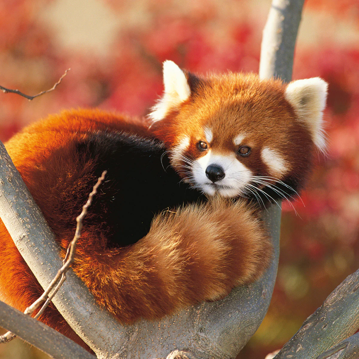 Featured Wildlife Adoptions
